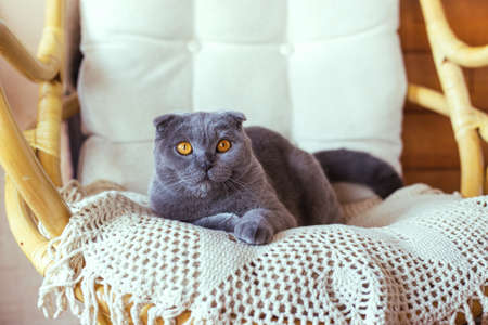 Gray scottish fold cat sitting on a chairの写真素材