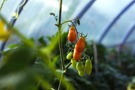 Ripe red tomatoes on the branches in the greenhouse