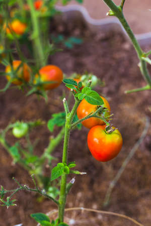 Ripe red tomatoes on the branches in the greenhouseの写真素材