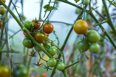 Unripe green tomatoes on a branch in a greenhouseの写真素材