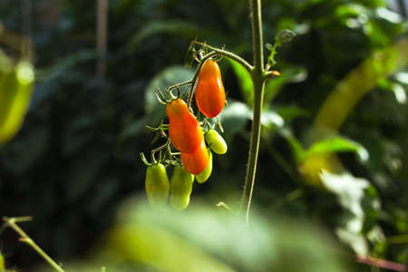 Ripe red tomatoes on the branches in the greenhouseの写真素材