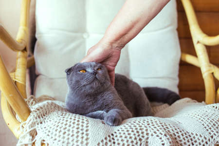 Woman stroking a gray cat sitting on a chairの写真素材