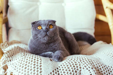 Gray scottish fold cat sitting on a chairの写真素材