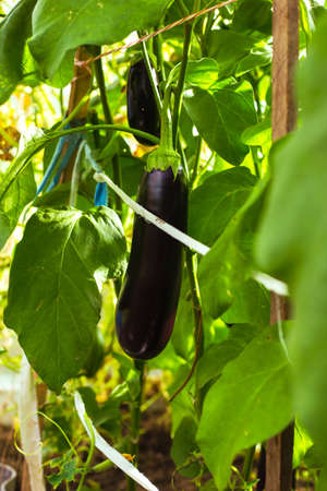 Eggplant on a branch in a greenhouse.の写真素材