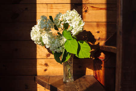 White flowers in a crystal vase in the rays of lightの写真素材