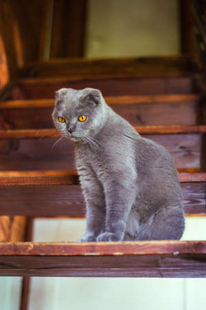 Gray scottish fold cat sitting on wooden stepsの写真素材