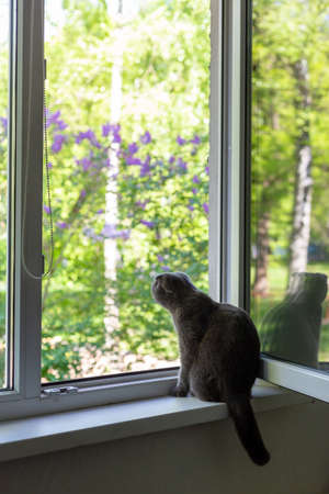 The cat sits on the windowsill and looks out the windowの写真素材
