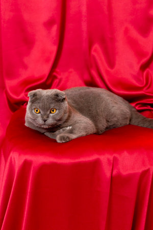 Gray cat on red cloth. Scottish fold cat.の写真素材