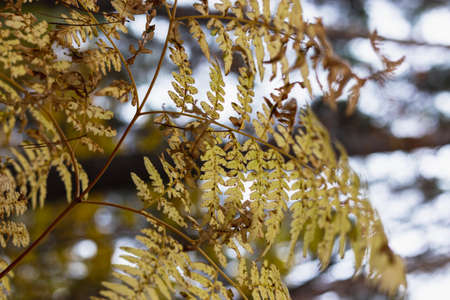 Yellowed autumn fern leaves in the forest