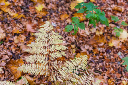 Yellowed autumn fern leaves in the forestの写真素材