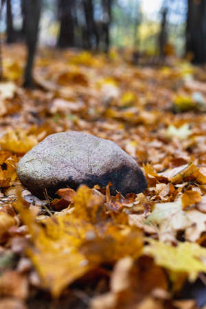 Stone lying on autumn leaves in the forestの写真素材