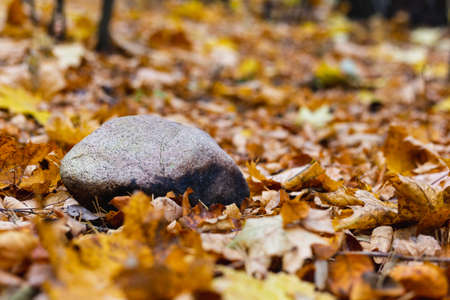 Stone lying on autumn leaves in the forestの写真素材