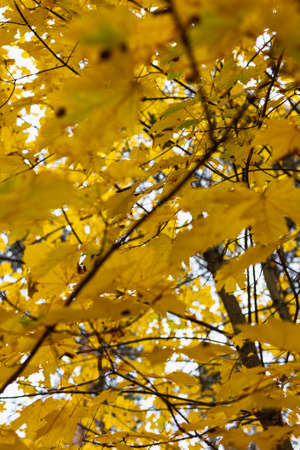 Many yellow autumn leaves in the forestの写真素材