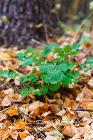 Many yellow autumn leaves in the forestの写真素材