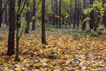 Many yellow autumn leaves in the forestの写真素材