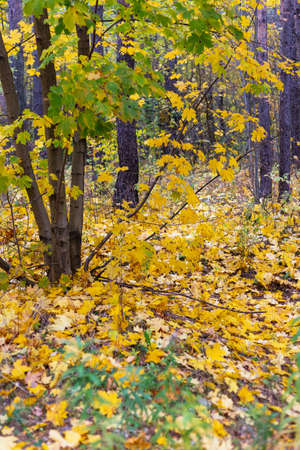 Many yellow autumn leaves in the forestの写真素材
