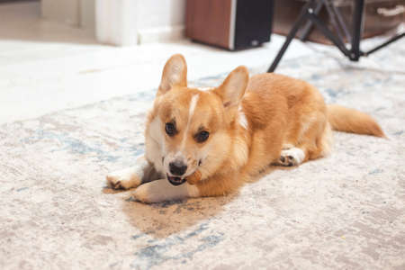 Cute, playful ginger corgi puppy. Pedigree dog.の写真素材