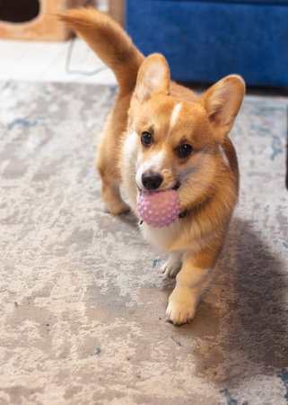 Cute, playful ginger corgi puppy. Pedigree dog.の写真素材