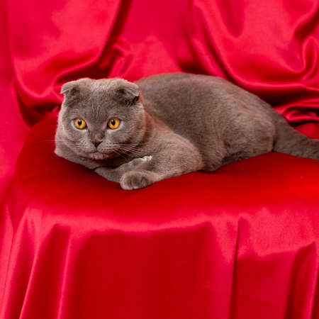 Gray cat on red cloth. Scottish fold cat.の写真素材