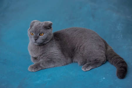 Gray scottish fold cat on blue background