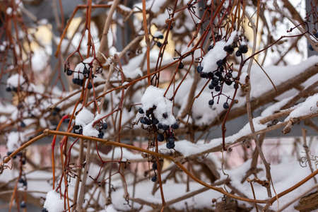 Berries under the snow. Wild grapes in winter. High quality photoの写真素材