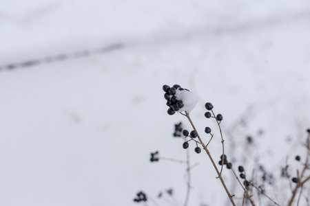 Berries in the snow. Bush with berries in the snow.の写真素材