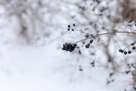 Berries in the snow. Bush with berries in the snow.の写真素材