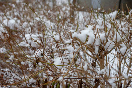 Snow covered bush. Snow flakes on the branches.の写真素材