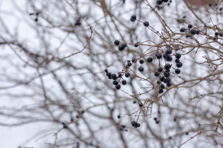Berries in the snow. Bush with berries in the snow.の写真素材