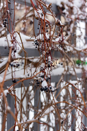 Berries under the snow. Wild grapes in winter.の写真素材
