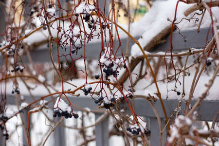 Berries under the snow. Wild grapes in winter.の写真素材