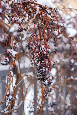 Berries under the snow. Wild grapes in winter.の写真素材
