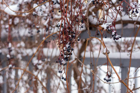 Berries under the snow. Wild grapes in winter.の写真素材