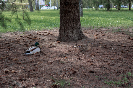 A duck and a drake sit on the ground under a spruceの写真素材