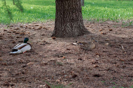 A duck and a drake sit on the ground under a spruceの写真素材