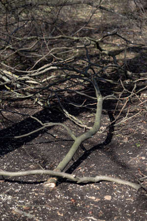 Sawn tree branches lying on the ground