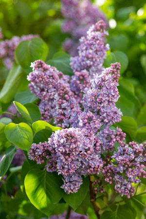 Purple Lilac flowers on the branches. Macro photography.の写真素材