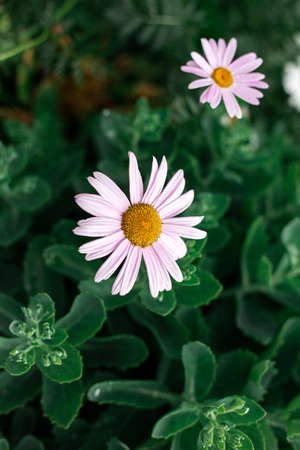 Daisies with rose petals grow in the gardenの写真素材