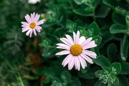 Daisies with rose petals grow in the gardenの写真素材
