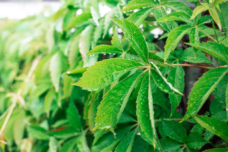 Green leaves of wild grapes. Green, natural wall.の写真素材