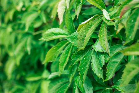 Green leaves of wild grapes. Green, natural wall.の写真素材