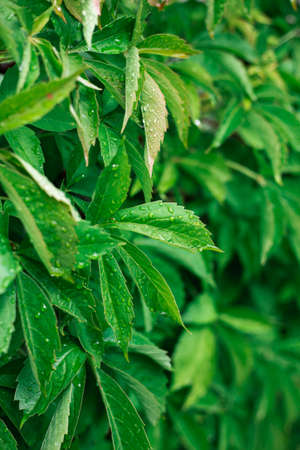 Green leaves of wild grapes. Green, natural wall.の写真素材