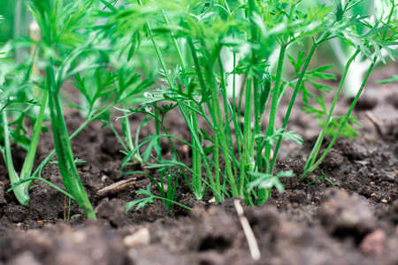 Carrots grow in the garden. Green shoots.の写真素材