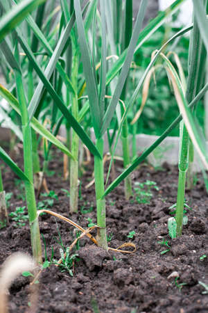 Garlic will grow in the garden. Green sproutsの写真素材
