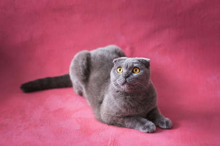 Scottish fold gray cat on a pink backgroundの写真素材