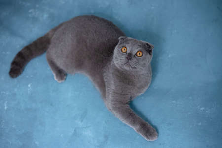 Gray scottish fold cat on blue backgroundの写真素材