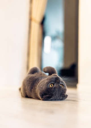 Gray cat lies on its back on a white floor