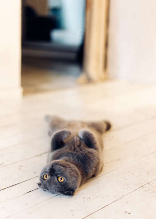 Gray cat lies on its back on a white floorの写真素材