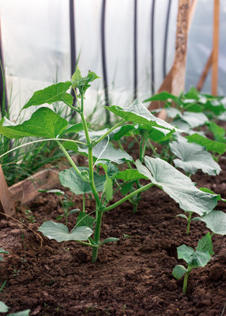 Cucumber bushes grow in a greenhouse. Greenery in the garden.の写真素材