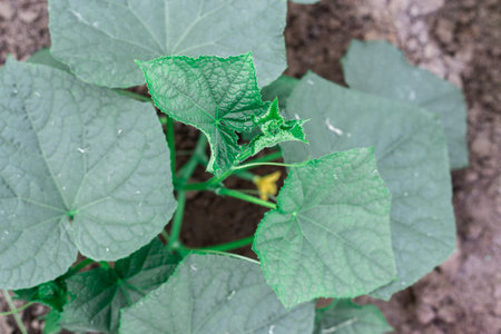 Cucumber bushes grow in a greenhouse. Greenery in the garden.の写真素材